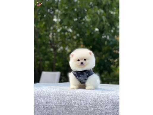 Teacup Pomeranian Boo Bebekler