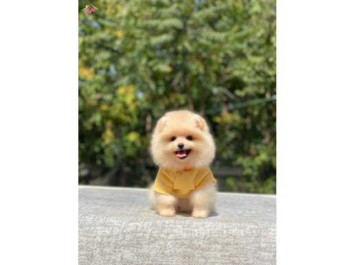 Dili Ayıcık Surat Pomeranian Boo