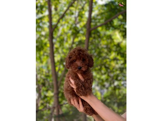 Tuvalet Eğitimli Dişi Red Brown Toy Poodle 