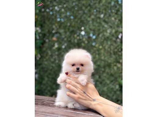 Teacup Kar Beyaz Dişi Pomeranian Boo