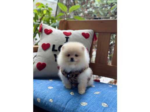 Ayıcık Surat Pomeranian Boo 