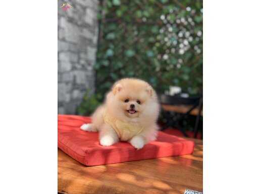 Dişi Oyuncak Surat Pomeranian Boo 