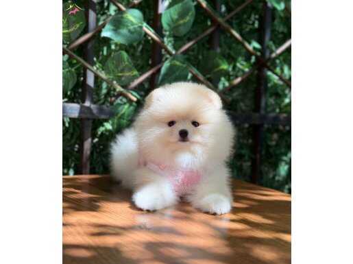 Dişi Mini Boy Pomeranian Boo