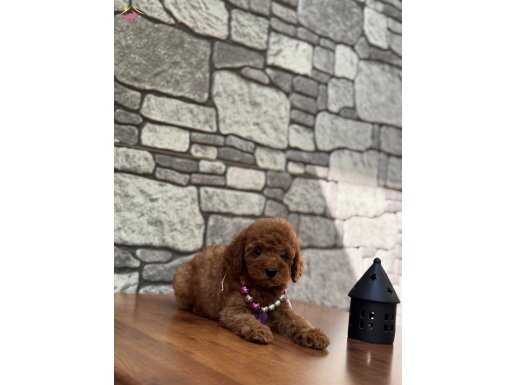 Dişi ve Erkek Toy Poodle Bebekler