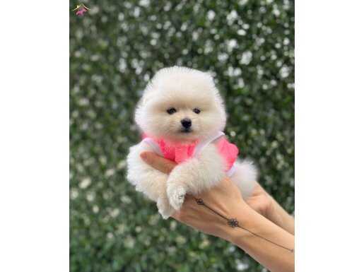 Teacup Pomeranian Boo Bebekler 