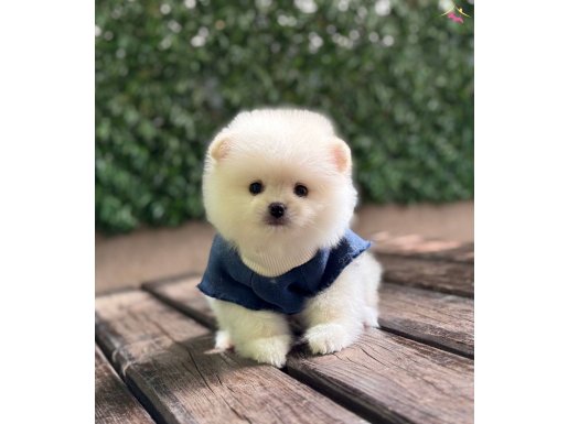 Oyuncak Surat Pomeranian Boo