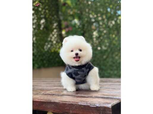 Ayıcık Surat Pomeranian Boo Yavrumuz 