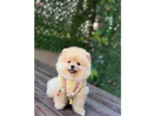 Oyuncak Surat Pomeranian Boo