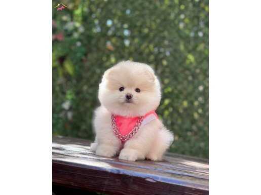 Ayıcık Surat Pomeranian Boo Yavrumuz 