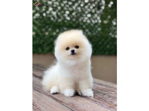 Ayıcık Surat Pomeranian Boo Yavrularımız