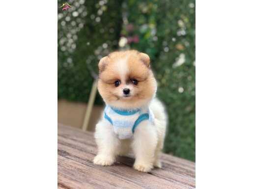 Oyuncak Görünümlü Pomeranian Boo Yavrumuz