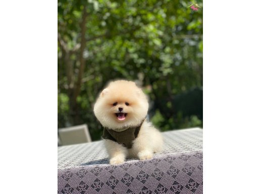 Ayıcık Surat Pomeranian Boo Minikler