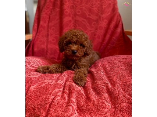 Anne Altından Red Brown Toy Poodle 