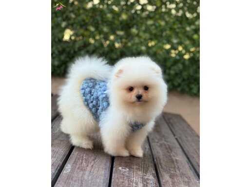 Ayıcık Surat Pomeranian Boo