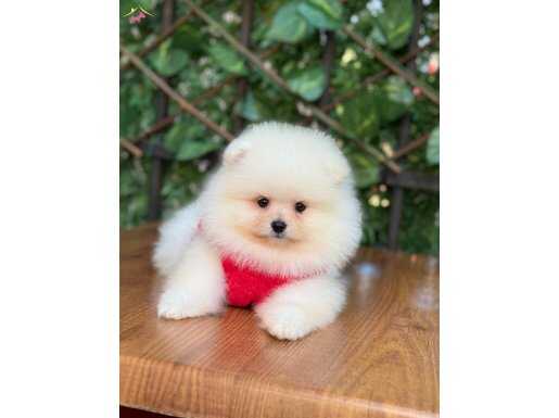 Oyuncak Surat Pomeranian Boo 