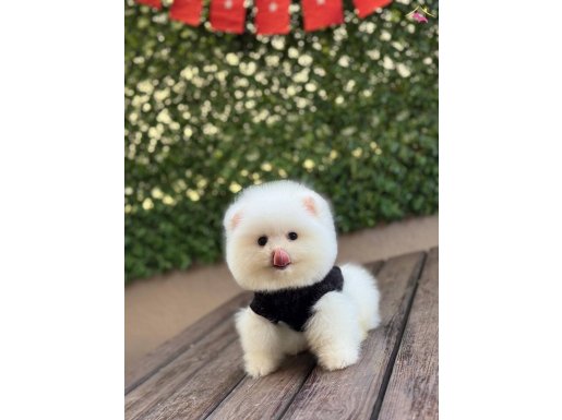 Teacup Kar Beyaz Pomeranian Boo Bebekler