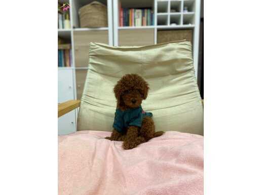 Safkan Red Brown Toy Poodle