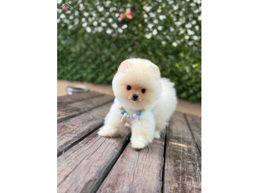 Ayıcık Surat Pomeranian Boo Miniğimiz