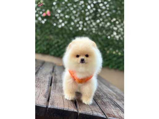 Ayıcık Surat Dişi Pomeranian Boo