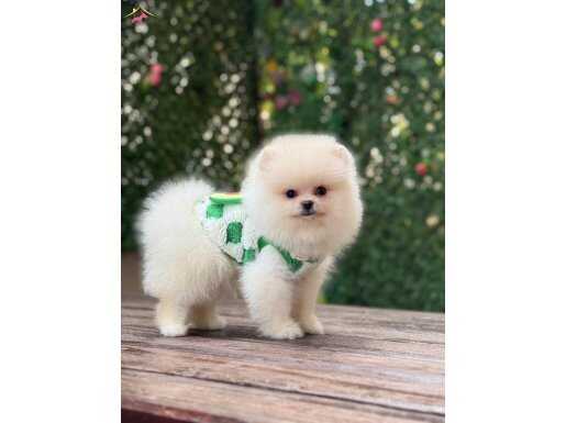 Oyuncak Surat Pomeranian Boo