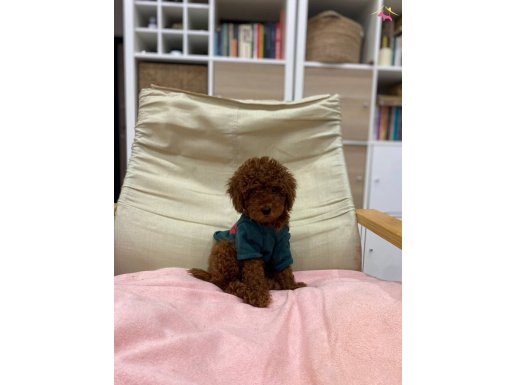 Anne Altından Safkan Toy Poodle