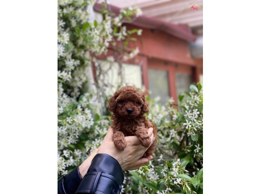 Anne altından orijinal Toy Poodle