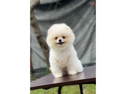 Ayıcık Surat Pomeranian Boo
