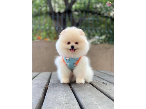 Teacup Pomeranian Boo Yavrumuz 