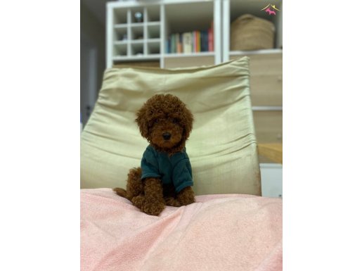 Safkan Toy Poodle Miniğimiz