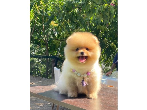 Teacup Pomeranian Boo Miniğimiz