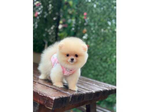 Dişi Teacup Pomeranian Boo 
