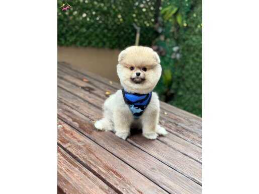 Ayıcık Surat Pomeranian Boo