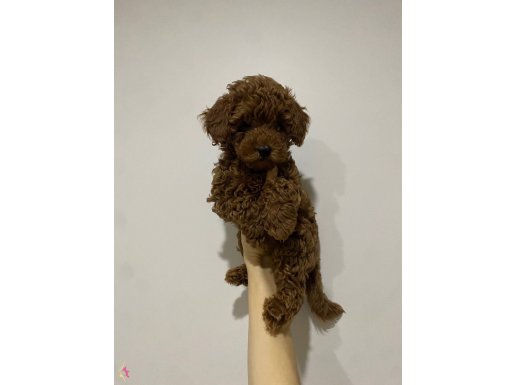 Orjinal Red Brown Aşılı Toy Poodle 
