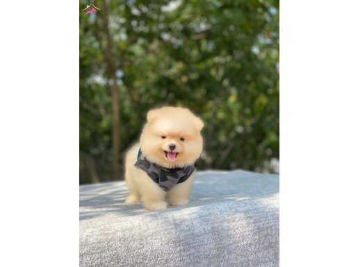 Teacup Pomeranian Boo Yavrumuz