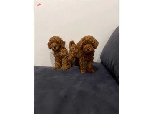 Safkan Red Brown Toy Poodle Yavrular