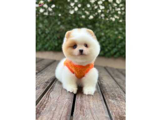 Renkli Gözlü Dişi Pomeranian Boo Yavrumuz
