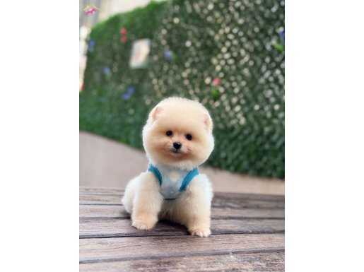 Ayıcık Surat Pomeranian Boo