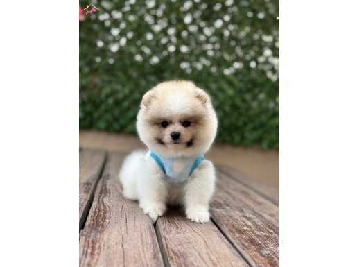 Oyuncak Surat Pomeranian Boo Yavrumuz 