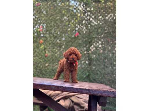 Safkan Red Brown Toy Poodle 
