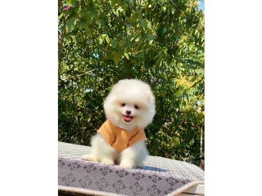 Ayıcık Surat Pomeranian Boo Yavrumuz
