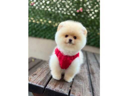 Dişi Ayıcık Surat Pomeranian Boo