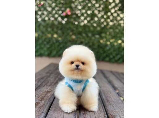 Orjinal Teddy Face Pomeranian Boo