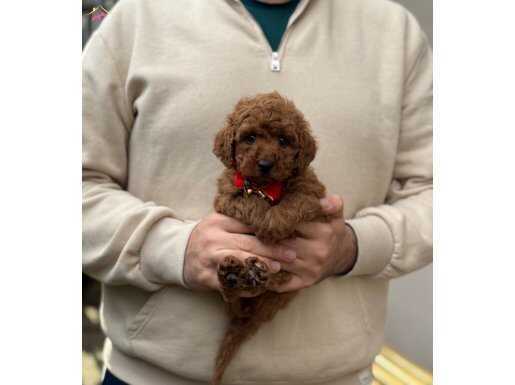 Red Brown Toy Poodle 