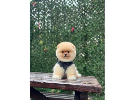 Ayıcık Surat Pomeranian Boo Yavrular