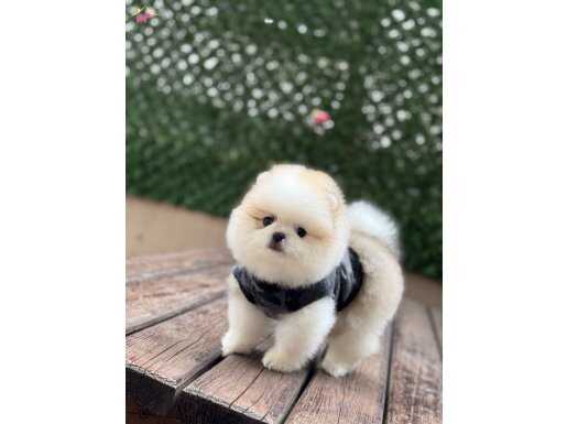 Ayıcık Surat Pomeranian Boo Yavruları | Evinize Neşe Katacak Küçük Dostlar