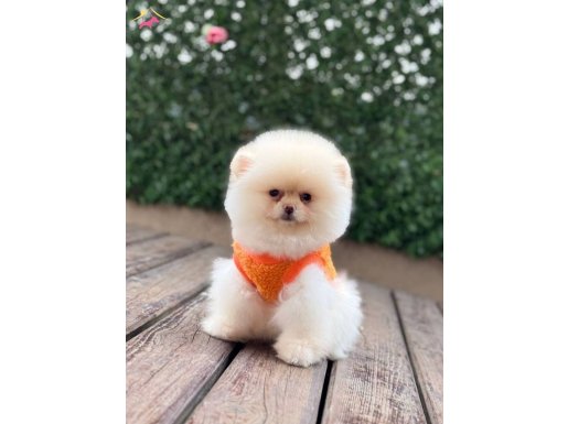 Dişi Teddy Bear Pomeranian Boo Yavrumuz