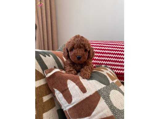 Safkan Red Brown Dişi Toy Poodle