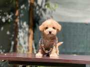 Mini Boy Dişi ve Erkek Maltipoo Yavrular