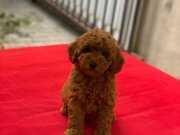 3,5 aylık Red Brown dişi Toy Poodle