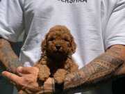 Safkan Red Brown Toy Poodle bebekler
